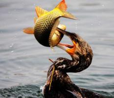 Yangshuo Cormorant Fishing